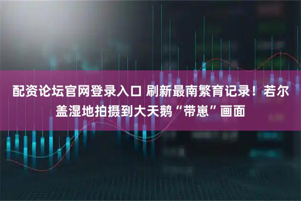 配资论坛官网登录入口 刷新最南繁育记录！若尔盖湿地拍摄到大天鹅“带崽”画面